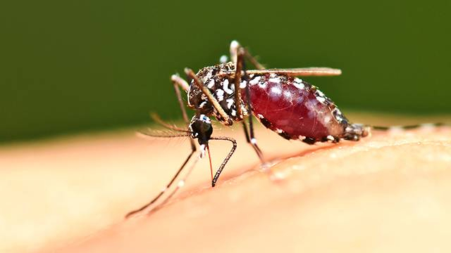 Учените обясниха защо комарите имат невероятна способност да оцеляват
