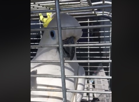 Този уникален папагал говори перфектен български и имитира съвършено стопанина си (ВИДЕО)