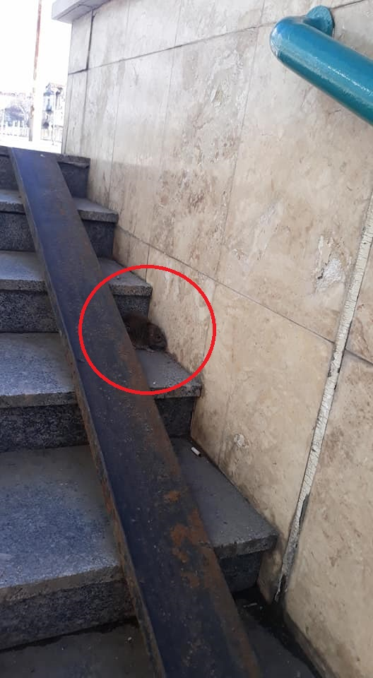 Първо в БЛИЦ! Поредна потресаваща СНИМКА (18+), направена на стълбите на столична метростанция потресе мрежата 