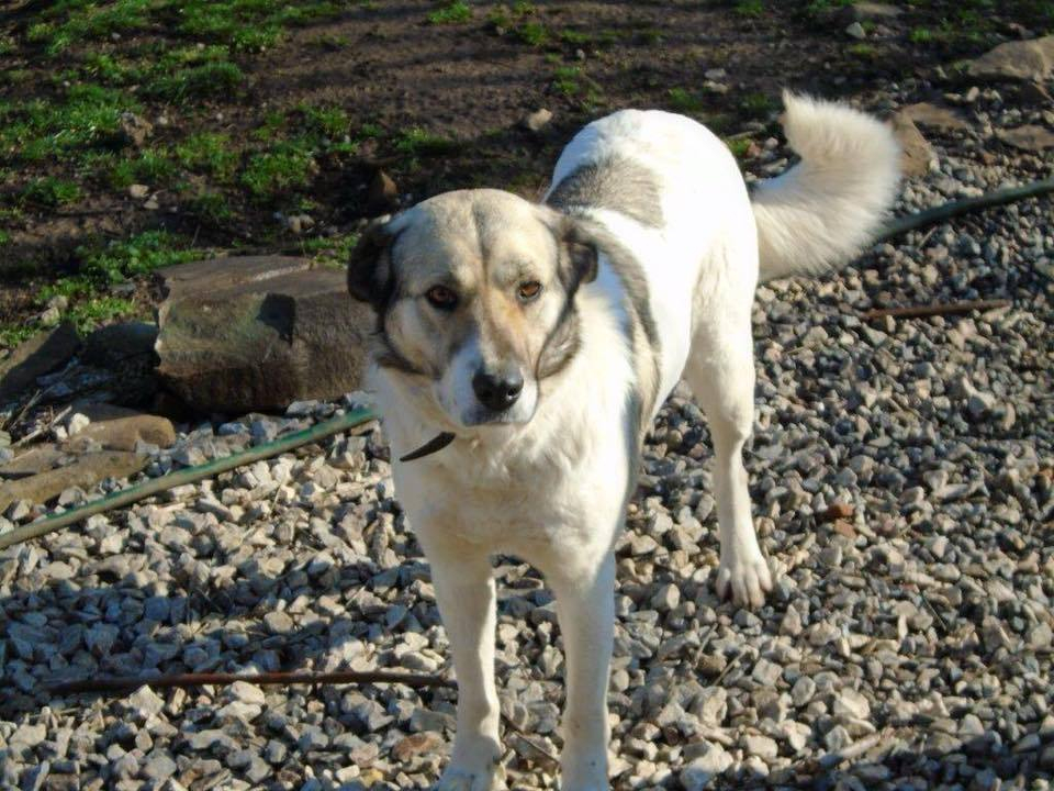 Англичанка спаси българско бездомно куче