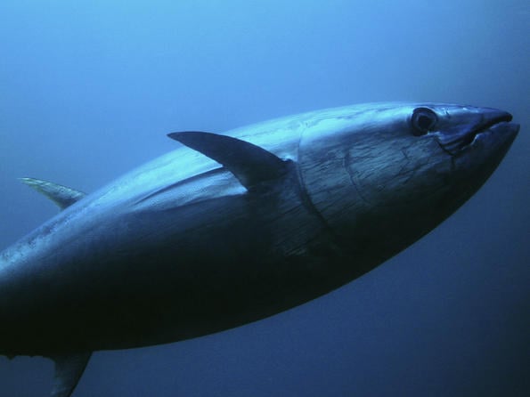 В Япония поставиха исторически рекорд с риба тон