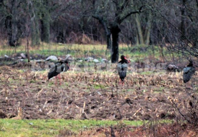 Рядко срещани предвестници на пролетта се появиха край монтанско село (СНИМКА)