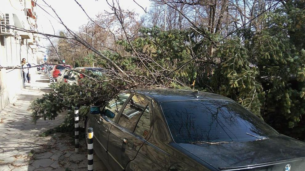 Гореща информация! Стихийният вятър върлува в София, поваля дървета, троши коли и супермаркети