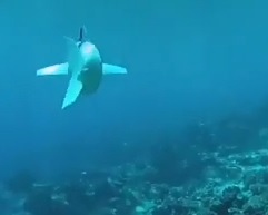 Създадоха риба-шпионин, която да разкрие тайните на океана (ВИДЕО)