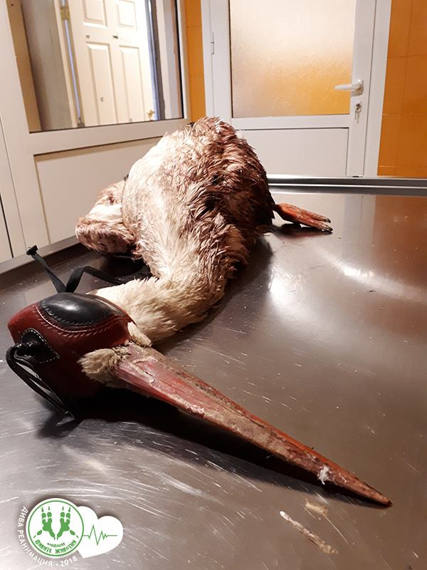 В дивия Северозапад: Всички ги спасяват, а един кретен гръмна бедстващ щъркел със сачми за гъски (СНИМКИ 18+)