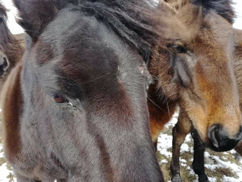 Тази потресаваща гледка не е за хора със слаби нерви! Коне умират от глад ето на това място в България (СНИМКИ 18+) 