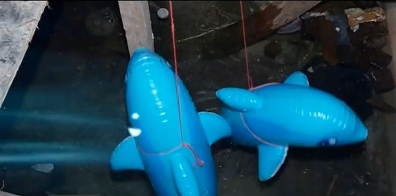 Няма да повярвате къде тази пловдивчанка отглежда делфини (ВИДЕО)