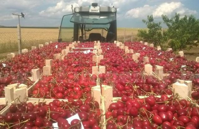 Фермери с много страшна прогноза: Ще ядем вносни плодове на солени цени, а българските... 