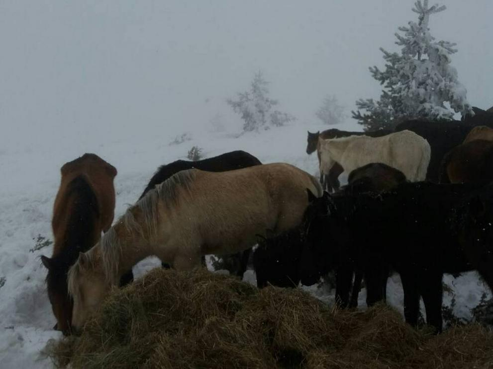 Скандалът с конете в Осоговската планина се разраства! Започват масови проверки 