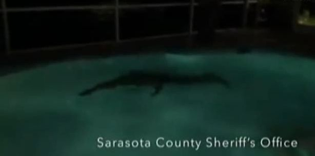 Семейство от Флорида намери неочакван и кръвожаден посетител в басейна си (СНИМКА)