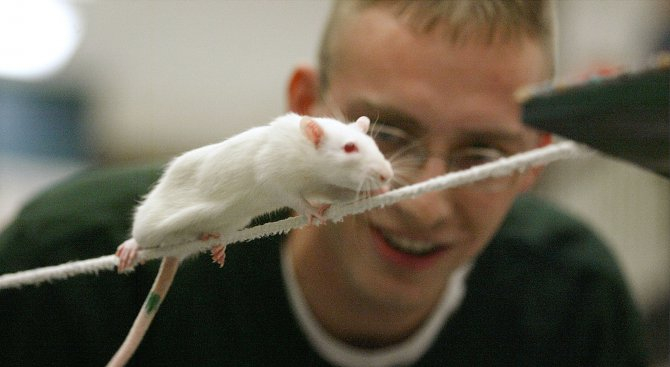 Учени започват да управляват животните с дистанционно