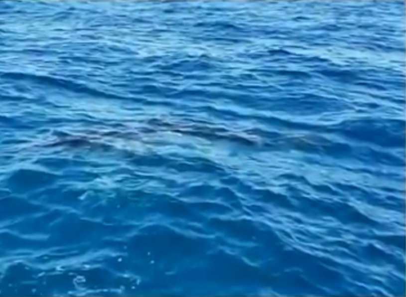 Голяма бяла акула преследва лодка с американски туристи (ВИДЕО)