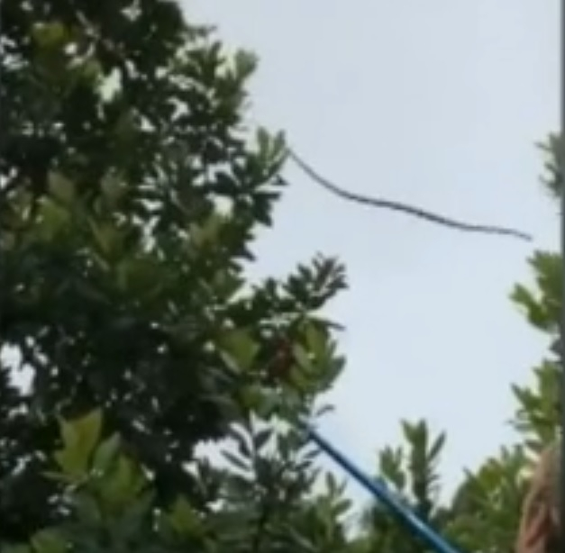 Летяща змия подплаши деца в училищния двор