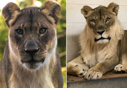 Зоопаркът в Оклахома с тъжна вест за африканската лъвица Бриджет, на която й порасна грива