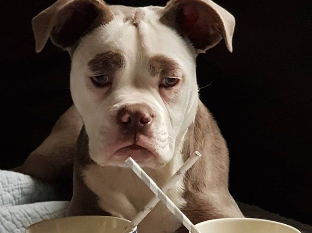 В мрежата се появи най-тъжното куче с невероятни "вежди", всички говорят за него (СНИМКИ)
