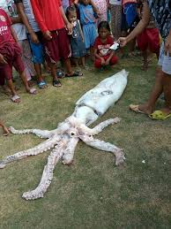 Във Филипините хванаха гигантски калмар-чудовище (СНИМКИ/ВИДЕО)