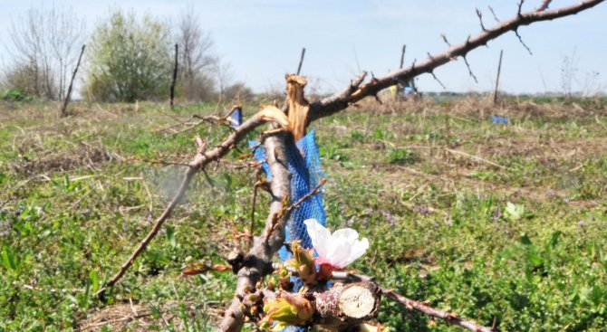 Вандали унищожиха 132 кайсиеви дръвчета в Силистра (СНИМКИ)