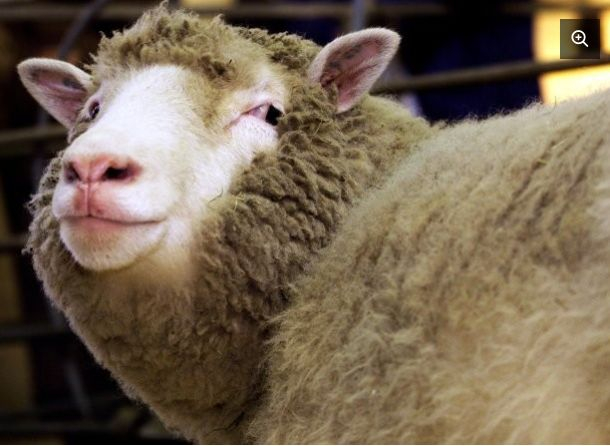 Трагедия! Ученият, клонирал овцата Доли, се разболя от това, от което искаше да спаси света, когато извърши експеримента (СНИМКИ)