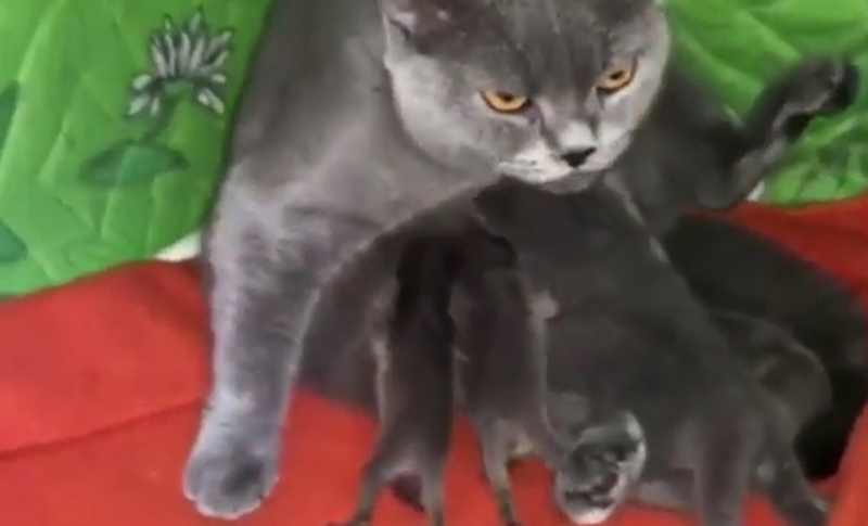 Котка осинови новородени енотчета и се грижи за тях като свои (ВИДЕО)