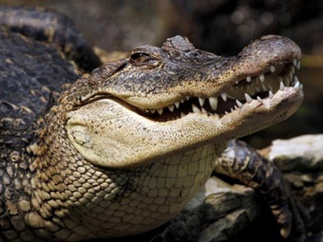 Шокиращ момент! Гневна тълпа преби изнасилвач и го хвърли в клетка с крокодили (ВИДЕО 18+)