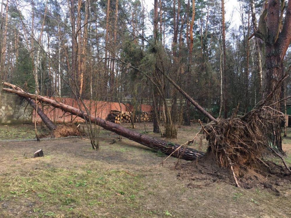 Ураганът в Москва не пощади и баровците от "Рублевка" (СНИМКИ)