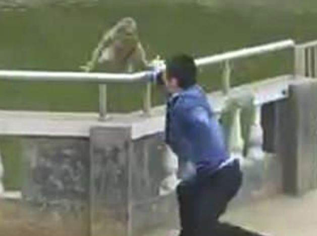 Турист блъсна макак в малко езерце, но маймуната не оцени шегата и стана страшно (СНИМКИ/ВИДЕО)