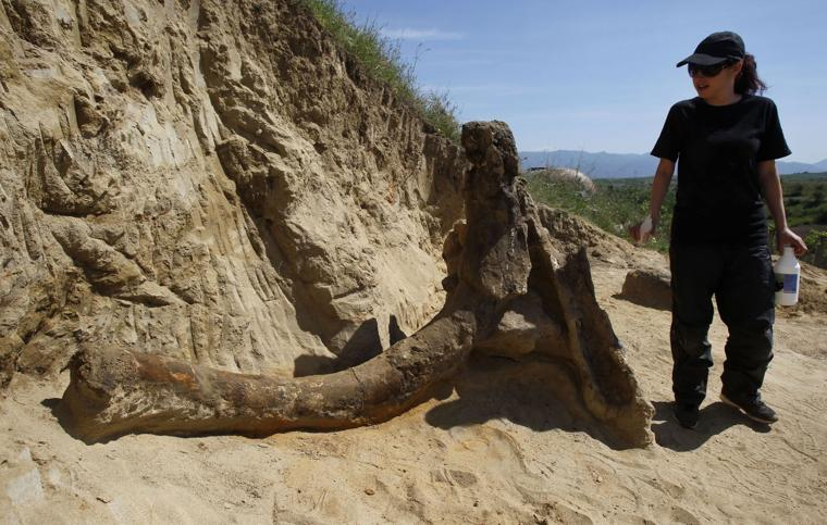Български и македонски палеонтолози откриха феноменално чудовище в Долни Дисан! СНИМКИТЕ са почти плашещи 