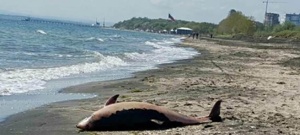 Жестока трагедия на бургаския плаж (СНИМКА 18+)