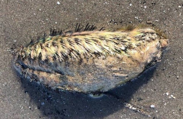 Зловещо същество бе изхвърлено от река край Ливърпул, никой не знае какво е (СНИМКИ)