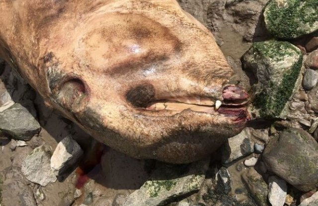 Зловещо същество бе изхвърлено от река край Ливърпул, никой не знае какво е (СНИМКИ)