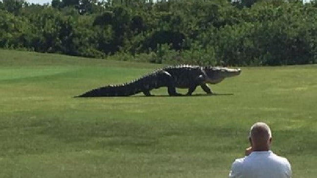 Огромен алигатор се разходи по голф игрище (ВИДЕО)