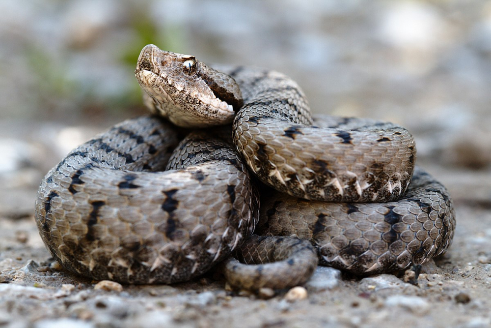 Кои са най-отровните змии в България и какво да правим, ако ни ухапят (СНИМКИ)