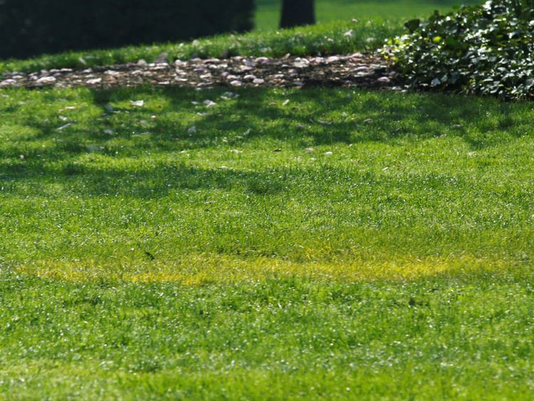 Daily Mail сензационно: Изчезна дръвчето, посадено от Тръмп и Макрон на поляната пред Белия дом (СНИМКИ/ВИДЕО)