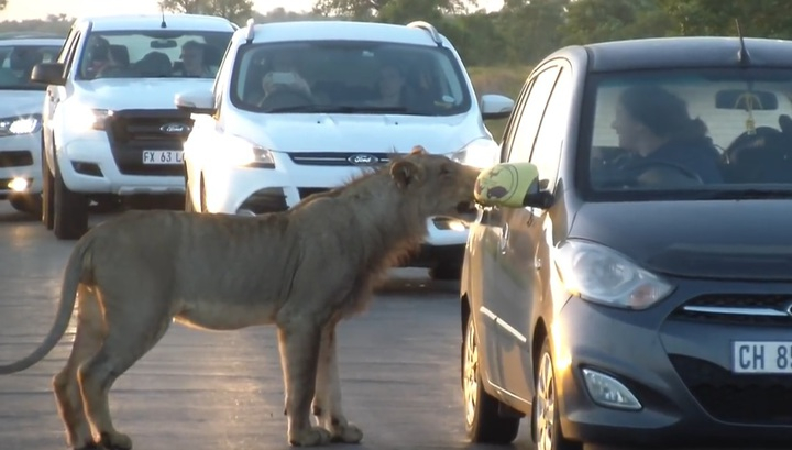 Лъвица почти отвори вратата на кола с туристи (ВИДЕО)