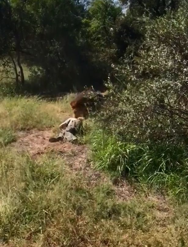 Лъв нападна брутално собственик на природен парк пред ужасените очевидци (СНИМКИ/ВИДЕО 18+)  