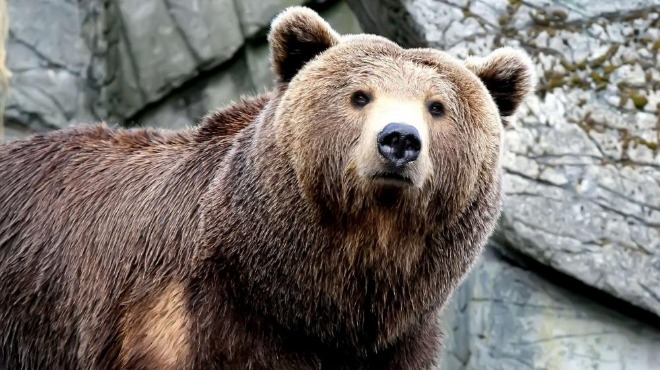 Мечок избяга от зоопарка в Димитровград
