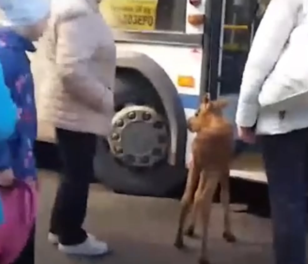 Бебе лос се опита да се качи в автобус в Карелия