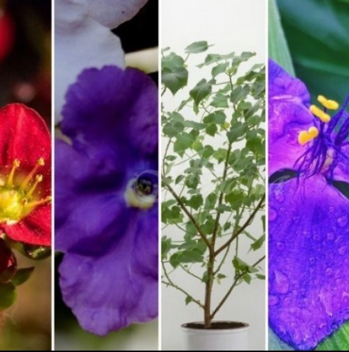 Пет стайни цветя, които привличат любовта към вашия дом (СНИМКИ)