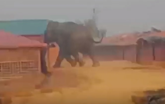 Слонове прегазиха бежански лагер - 12 души загинаха (ВИДЕО)
