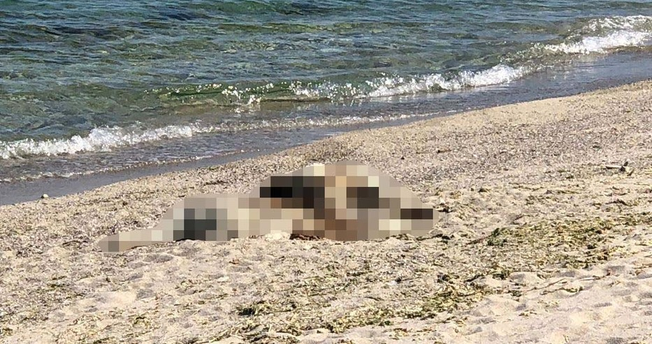 Нов ужас: Три трупа изплуваха на варненския плаж Фичоза! (СНИМКИ 18+)