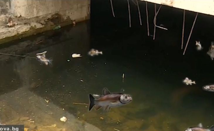 Нелепо! Риби плуват из подлез (ВИДЕО)