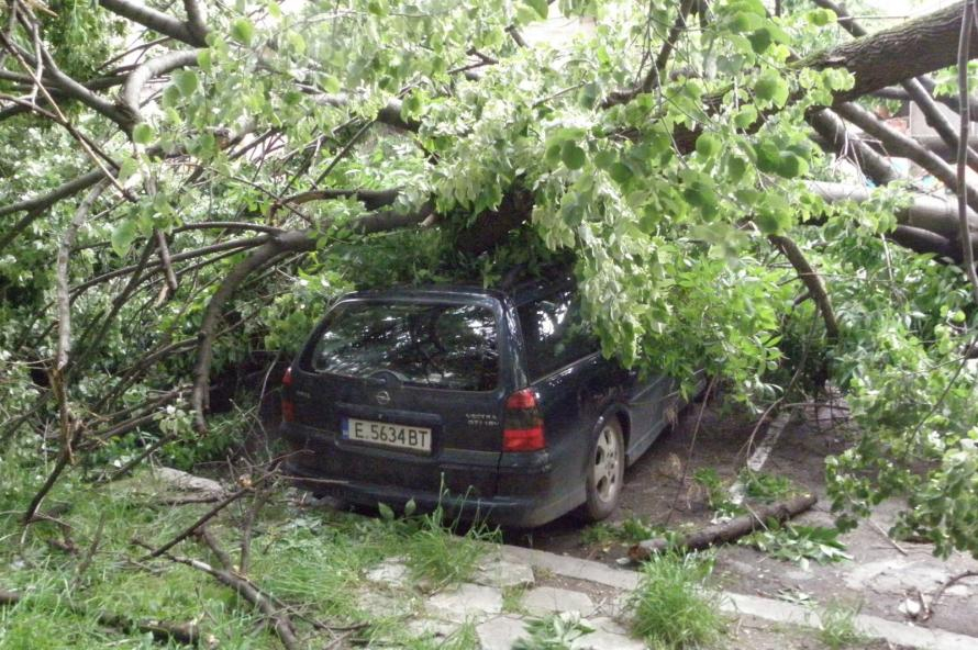 Страшен инцидент с паднало дърво в Джулюница