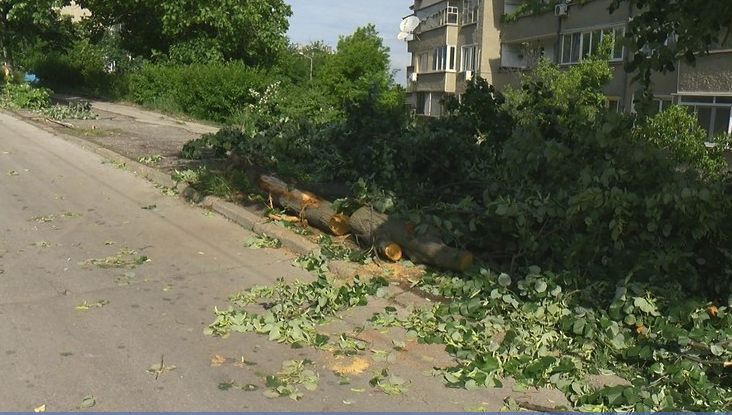 По тъмна доба: Шофьор на тролейбус "отсече" дърво в Русе (СНИМКИ)