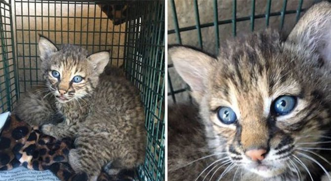 Семейство откри и прибра сладки синеоки котенца, но после стана страшно 