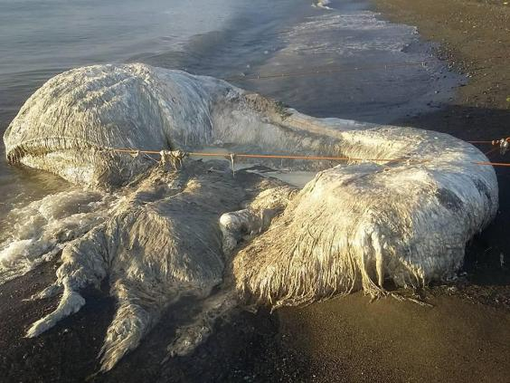 Зловонно и космато 6-метрово чудовище от дълбините на океана се появи на плажа в Сан Антонио (СНИМКИ/ВИДЕО)