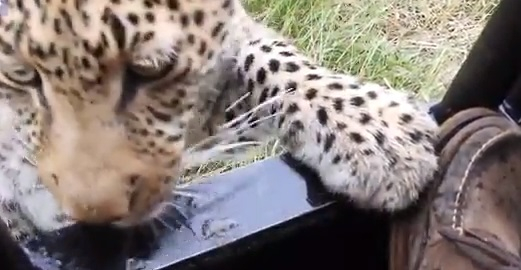 Опасна близост: Леопард си поигра с краката на смел турист (ВИДЕО)