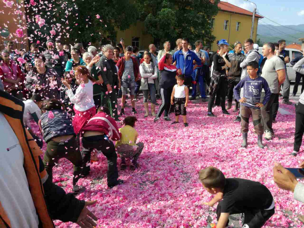 Първо в БЛИЦ: В Карловско блокираха пътища, разсипаха тонове розов цвят (СНИМКИ)