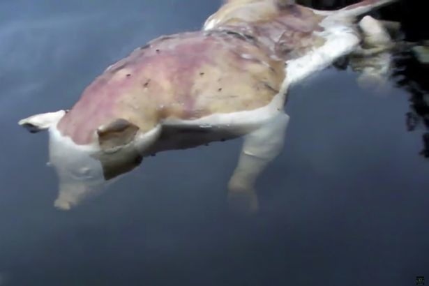  Шокиращо: Зловещ мутант изплува в езеро в САЩ (ВИДЕО/СНИМКИ 18+)