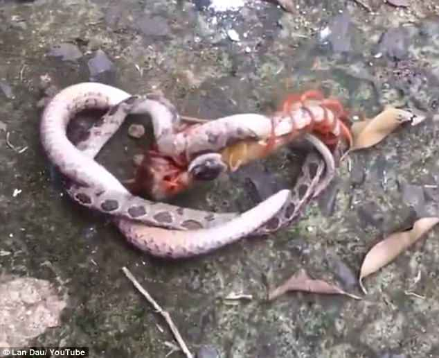 Невероятна битка! Гигантска стоножка и огромна змия в схватка на живот и смърт! Кой е победителят (СНИМКИ/ВИДЕО)