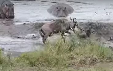 Невиждана схватка! Крокодил напада антилопа Гну, докато стадо хипопотами наблюдава! Последвалото е невероятно (ВИДЕО)